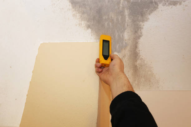 Best Asbestos and Lead Testing During Mold Inspection  in Kingman, AZ