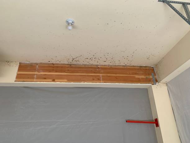 Best Mold Documentation for Insurance Claims  in Kingman, AZ