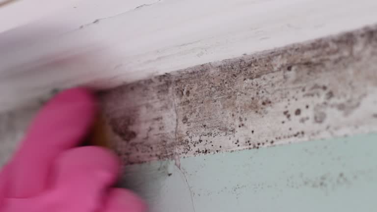 Best Forensic Mold Investigation  in Kingman, AZ